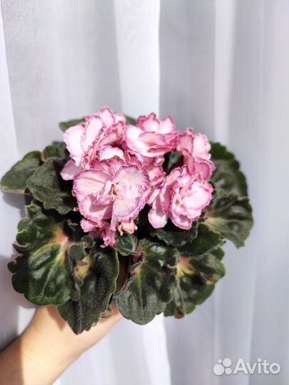 Фиалка детки