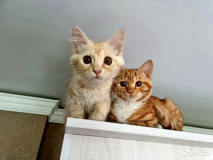 Отдам котят