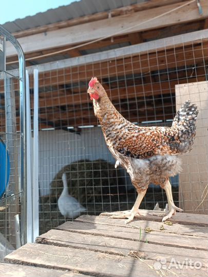 Петух Доминант