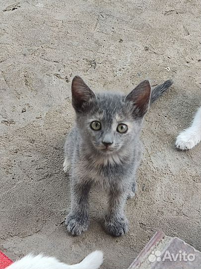 Котята в добрые руки бесплатно