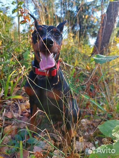 Кобель цвергпинчер. Вязка