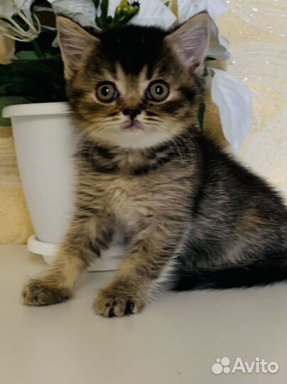 Шотланский котенок