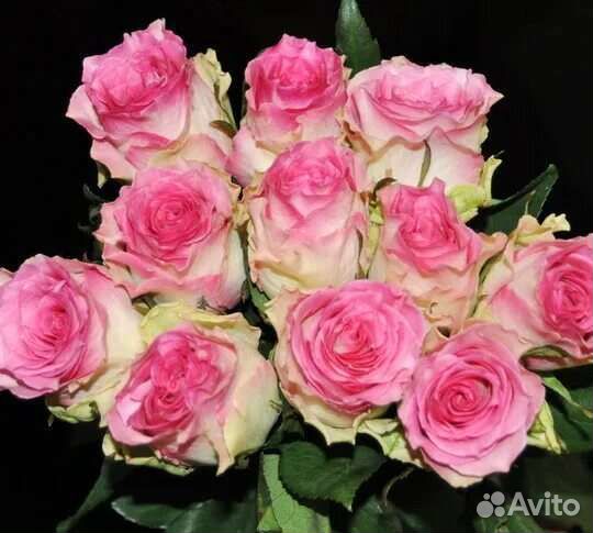 Роза Садовая Малибу букет