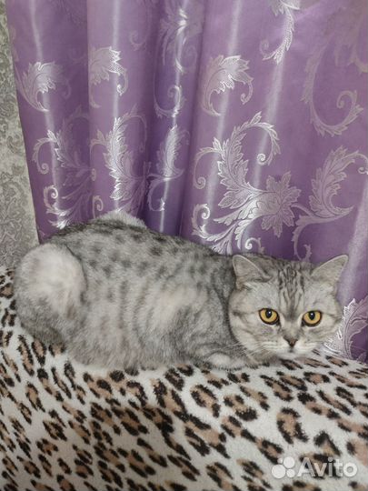 Британская кошка