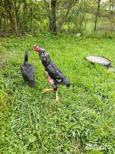 Куры и петухи