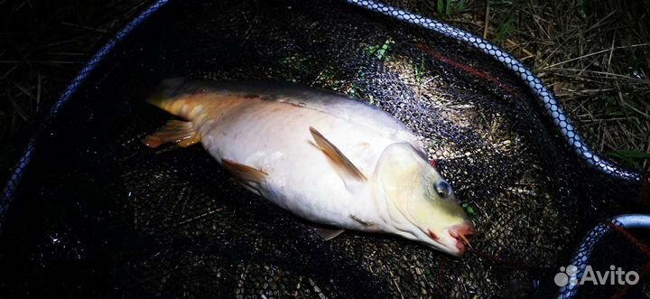 Свежая рыба #карп #продажа карпа #купить карпа