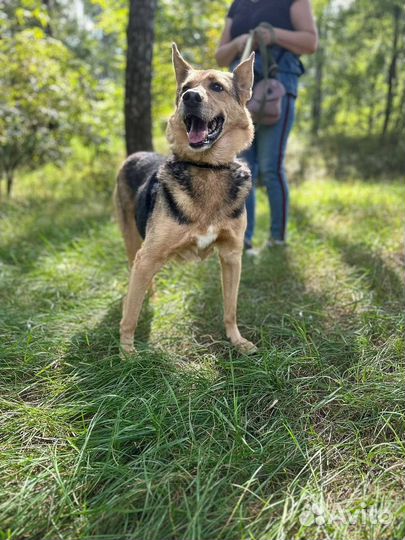 Ласковая собака грустит в приюте