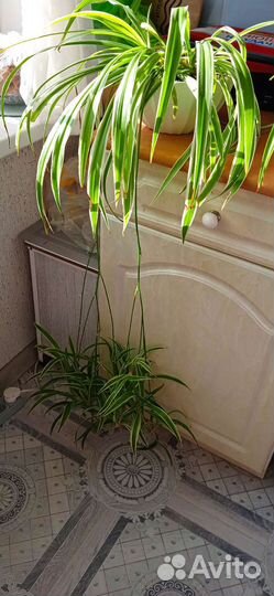 Хлорофитум