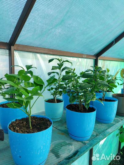 Саженцы Лимона