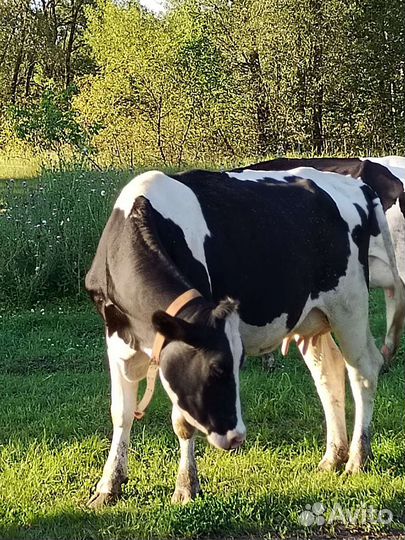 Корова высокоудойная