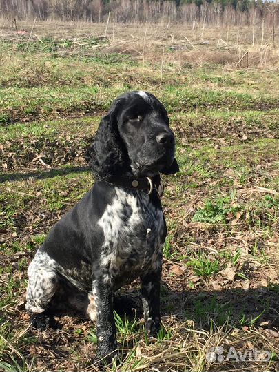 Вязка Русский спаниель