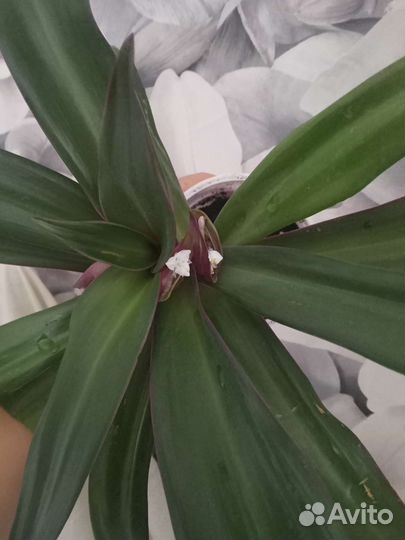 Рео колыбель Моисея традесканция