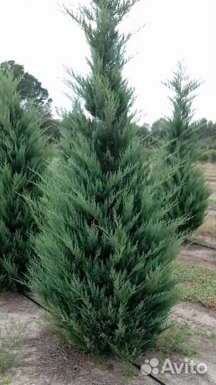 Можжевельник виргинский