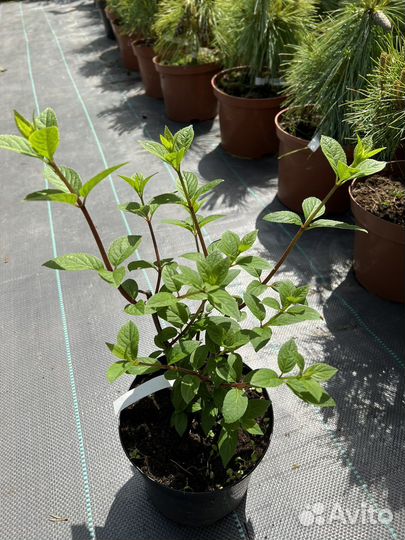 Гортензия метельчатая Металика новинки