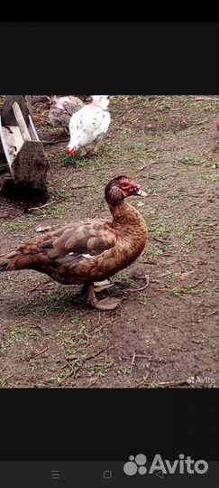 Мускусные утки