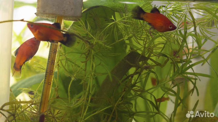 Гуппи. Пецилии