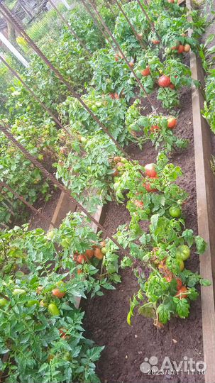 Рассада томатов мощная и приземистая