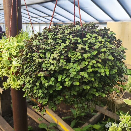 Коллизия желтая, зелёная