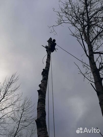 Спилить дерево, Валка частями деревьев