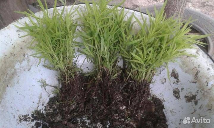 Кохия рассада