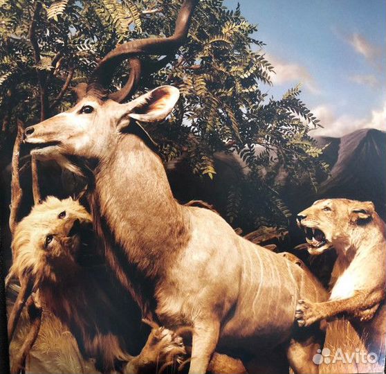 Виниловая пластинка Interpol - Our Love To Admire