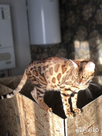 Бенгальские котята