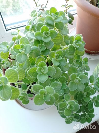 Мята домашняя