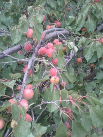 Дача 20 м² на участке 9,5 сот.