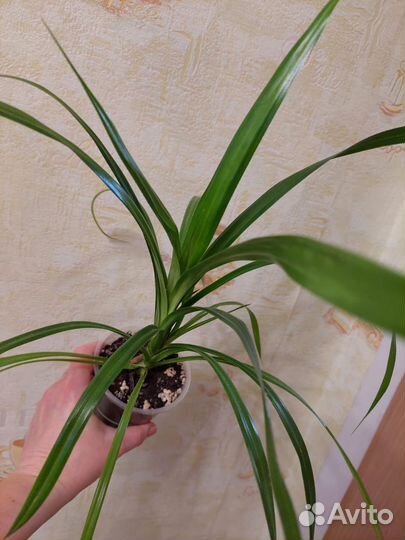 Панданус, винтовая пальма