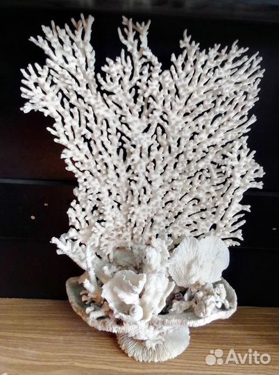 Болъшая композиция из корала