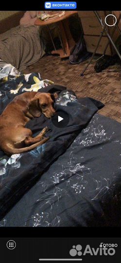 Такса мальчик бесплатно