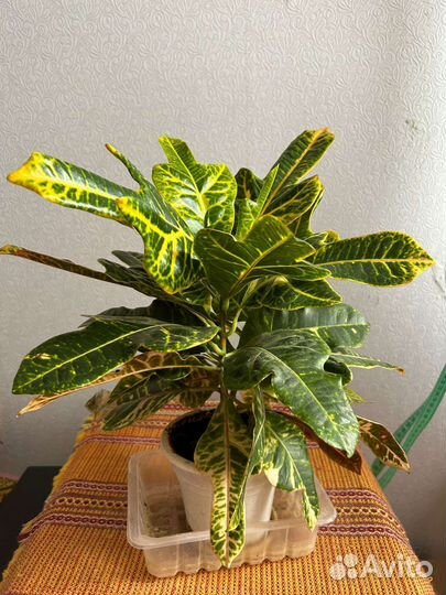 Кротон, тог уместен