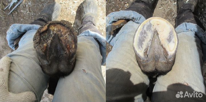 Расчистка копыт лошадей, ослов, пони, коров, коз