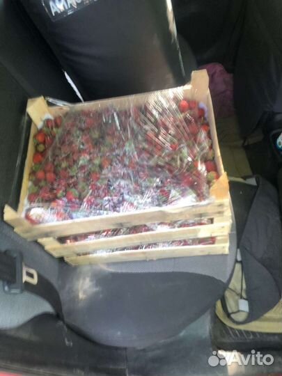 Клубника сорт Любава из Киргизии