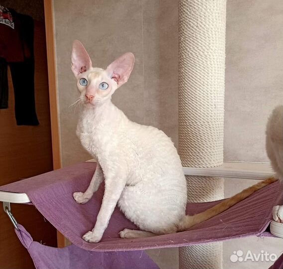 Котик редкого окраса