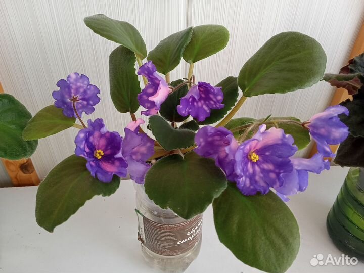 Сортовые фиалки