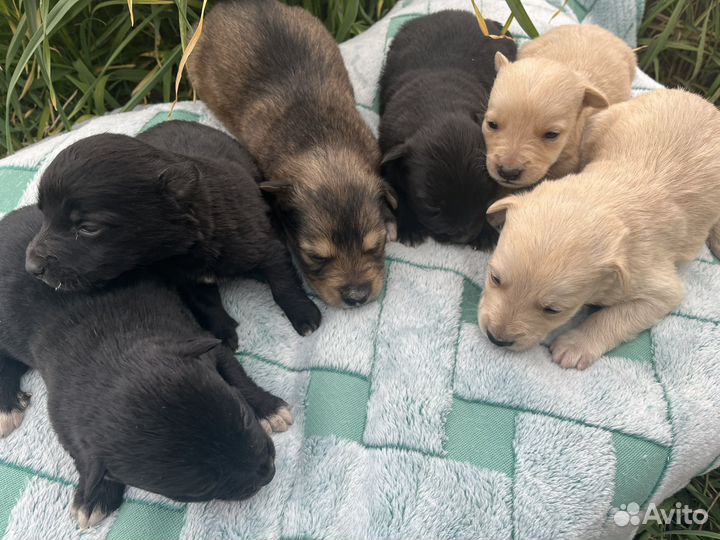 Отдам в добрые руки щенков дворянской породы