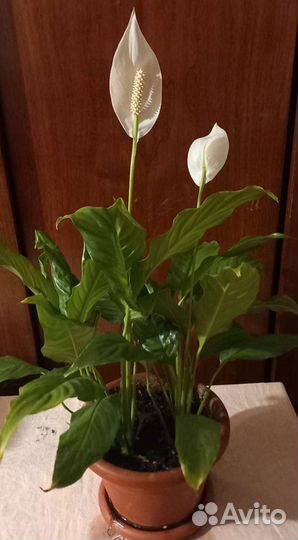 Спатифиллум