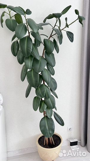 Фикус робуста 2 м