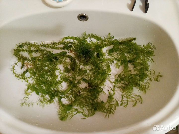Водоросли для аквариума