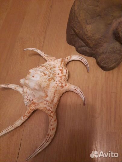 Грот,большие ракушки