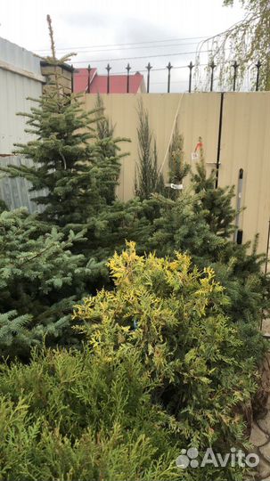 Ели голубые в горшках