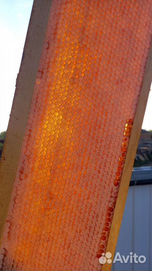 Мёд разнотравье и цветочно-гречичный