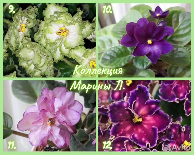 Фиалки детки разных сортов