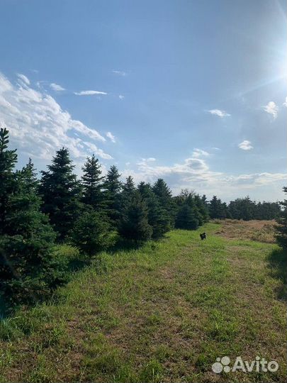 Ель Голубая колючая, крупномер