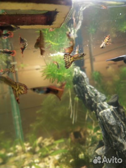 Аквариумные рыбки гуппи