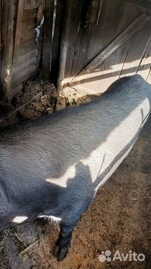 Домашняя свинья