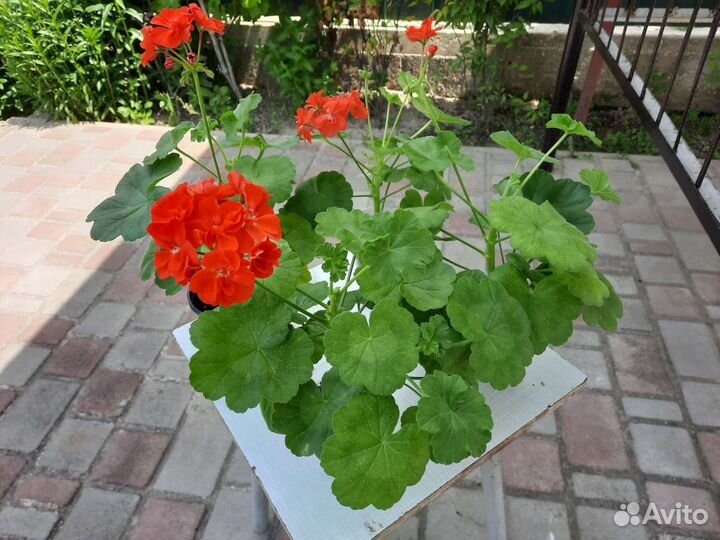 Пеларгония герань зональная