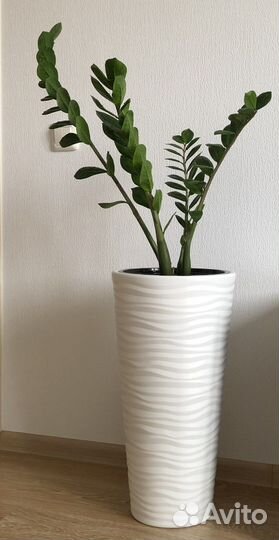 Замиокулькас (Долларовое Дерево)