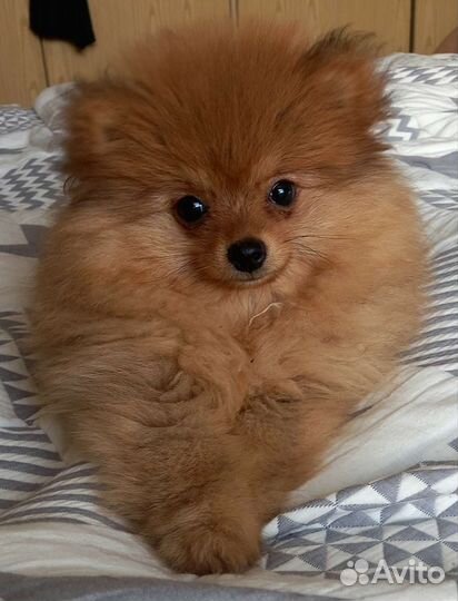 Немецкий шпиц